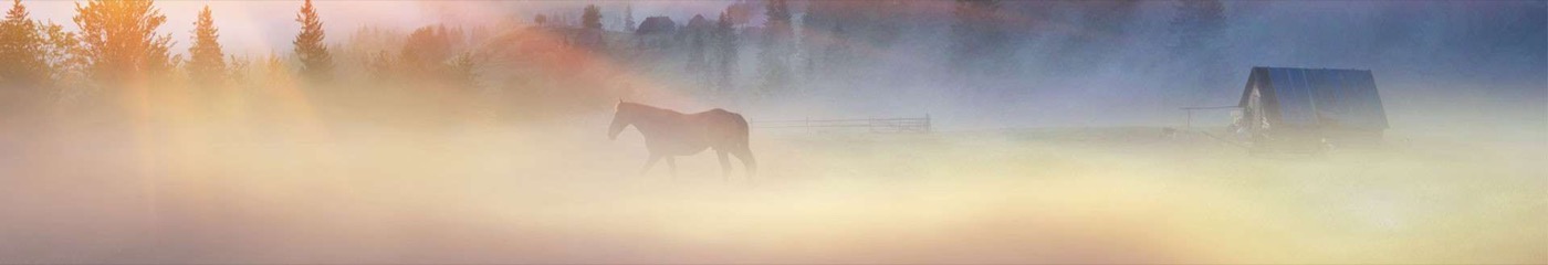 Pferd & Hund