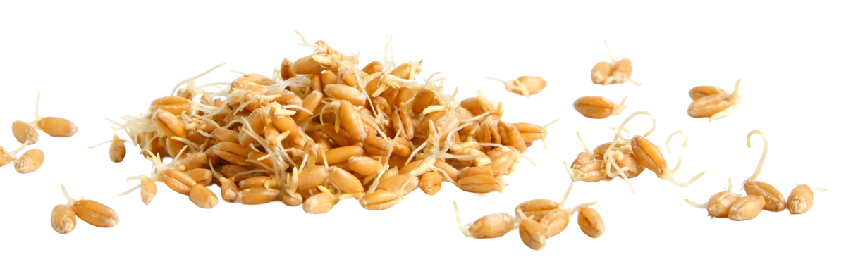 Gekeimte Weizenkeime